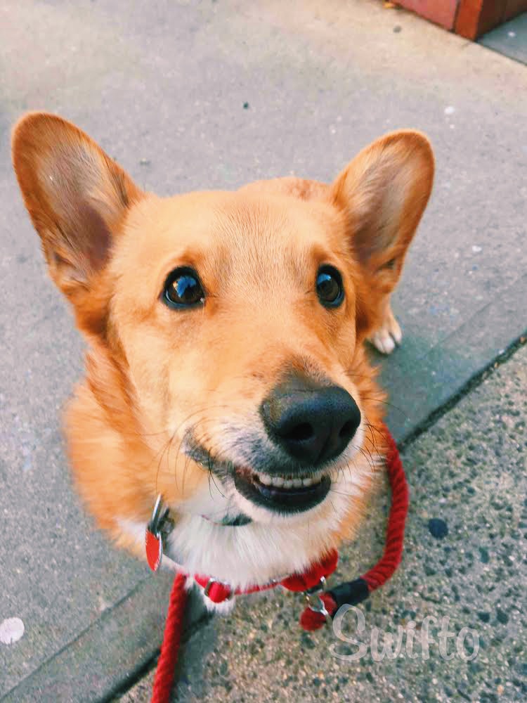 Why Do I Have A Fear Of Dogs